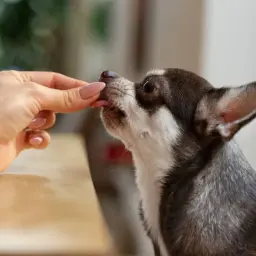 Chihuahua zjada smakołyk z ręki. Warto pamiętać o potencjalnych enroxil dla psa skutki uboczne.