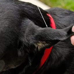 Czarny pies z widocznym krwiakiem ucha. Dłoń delikatnie trzyma jego małżowinę.