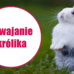 Jak wytresować królika? Kompletny poradnik krok po kroku