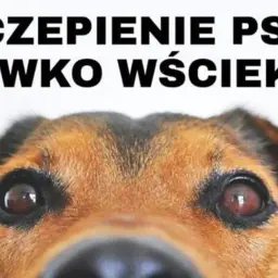 Zbliżenie na oczy psa. Tekst: SZCZEPIENIE PSÓW PRZECIWKO WŚCIEKLIZNIE. Czy zaszczepiony pies może zarazić się wścieklizną?