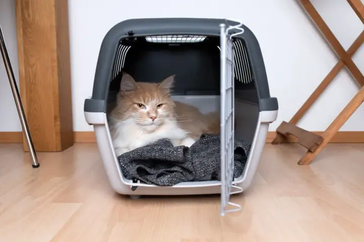Puszysty rudy kot w transporterze, gotowy na podróż samolotem.