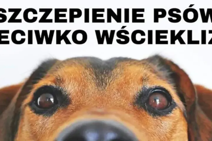 Zbliżenie na oczy psa. Tekst: SZCZEPIENIE PSÓW PRZECIWKO WŚCIEKLIZNIE. Czy zaszczepiony pies może zarazić się wścieklizną?